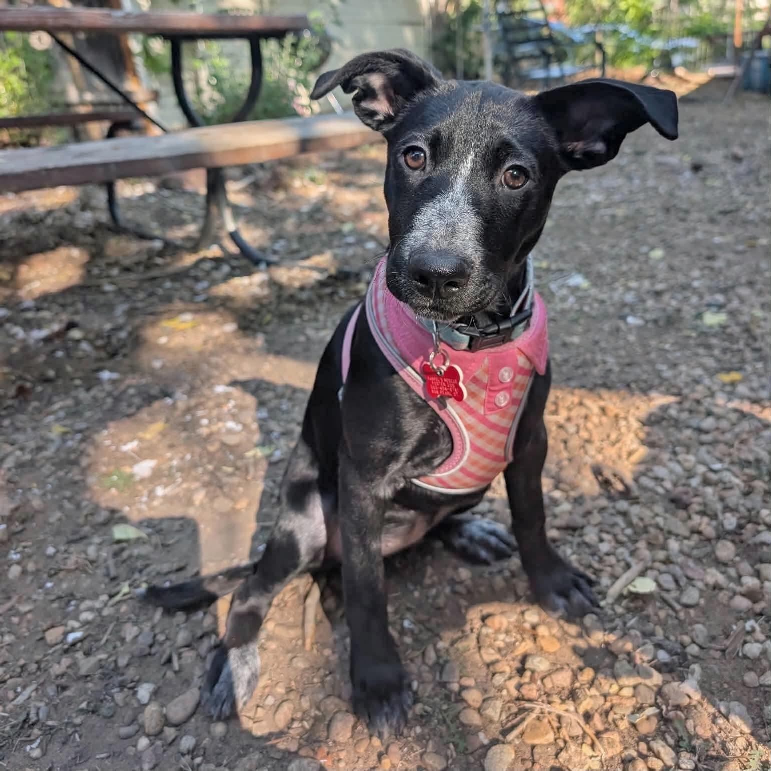 Dixie, Adoptable, Puppy Female Australian Cattle Dog / Blue Heeler & Labrador Retriever.