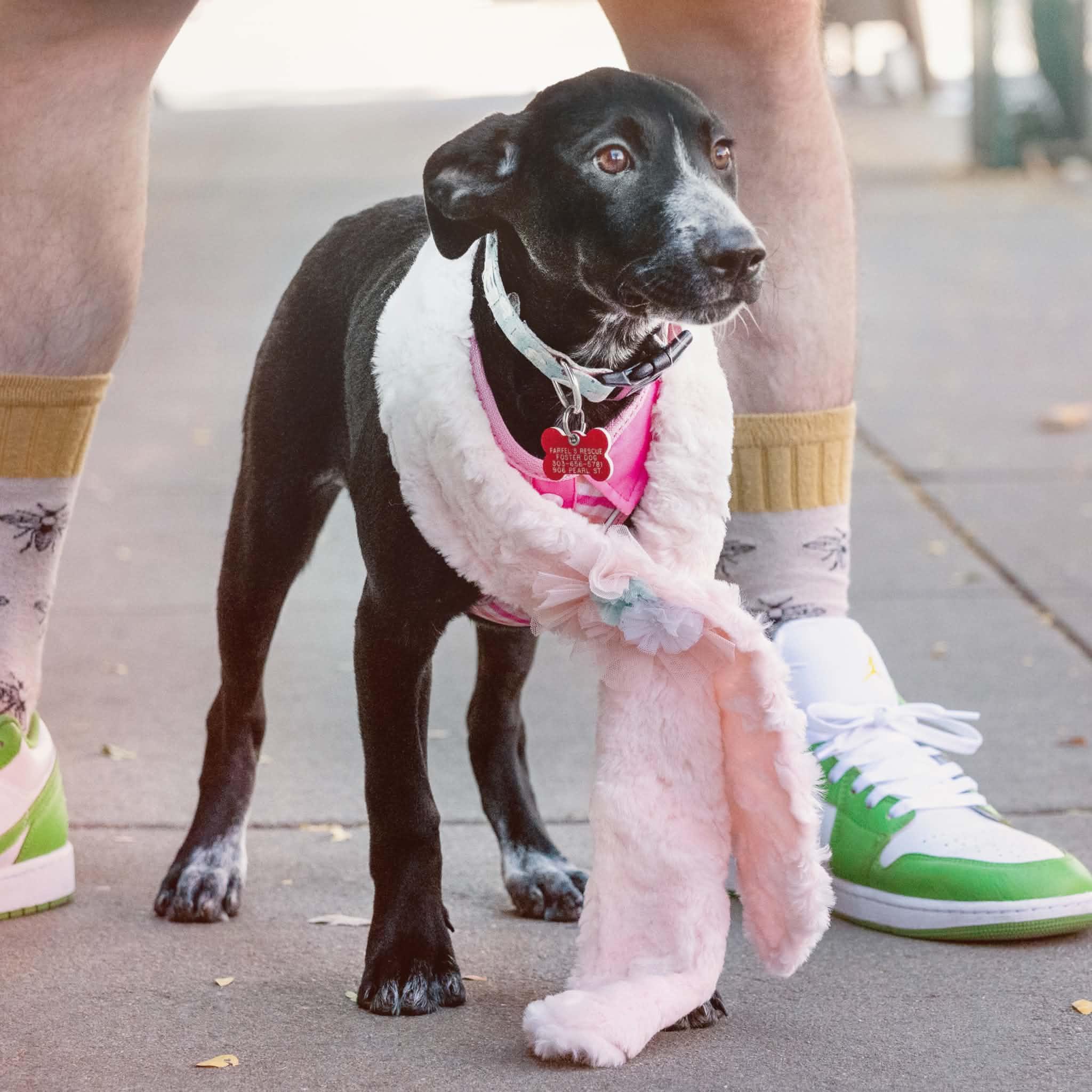 Enlarge Dixie, a Adoptable mixed breed in Boulder, CO image 3/6