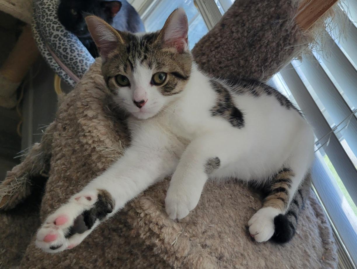 Milo, a ADOPTABLE Domestic Short Hair in Lewis Center, OH image 3/3