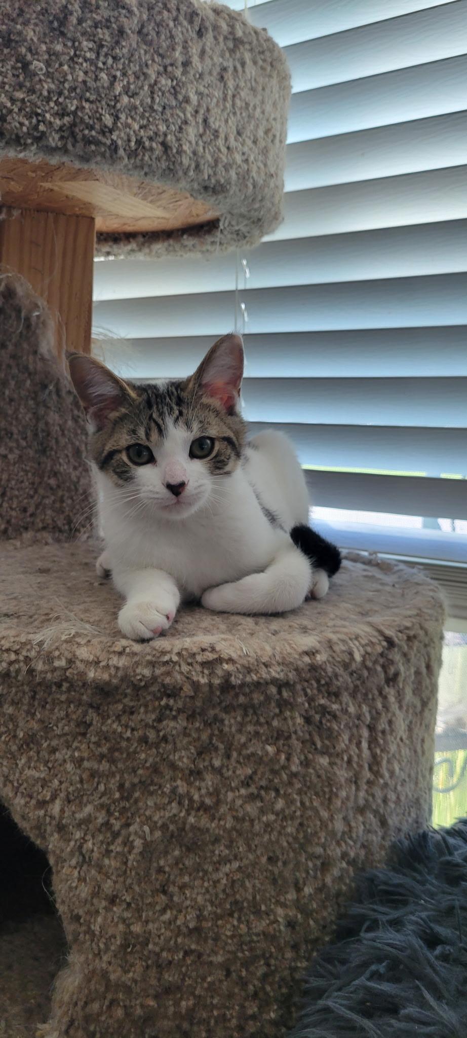 Milo, a ADOPTABLE Domestic Short Hair in Lewis Center, OH image 2/3