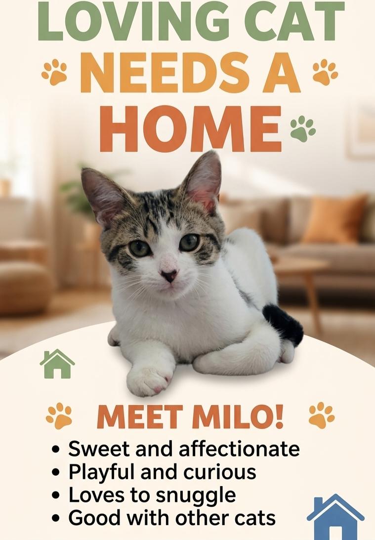 Milo, ADOPTABLE, Kitten Male Domestic Short Hair.