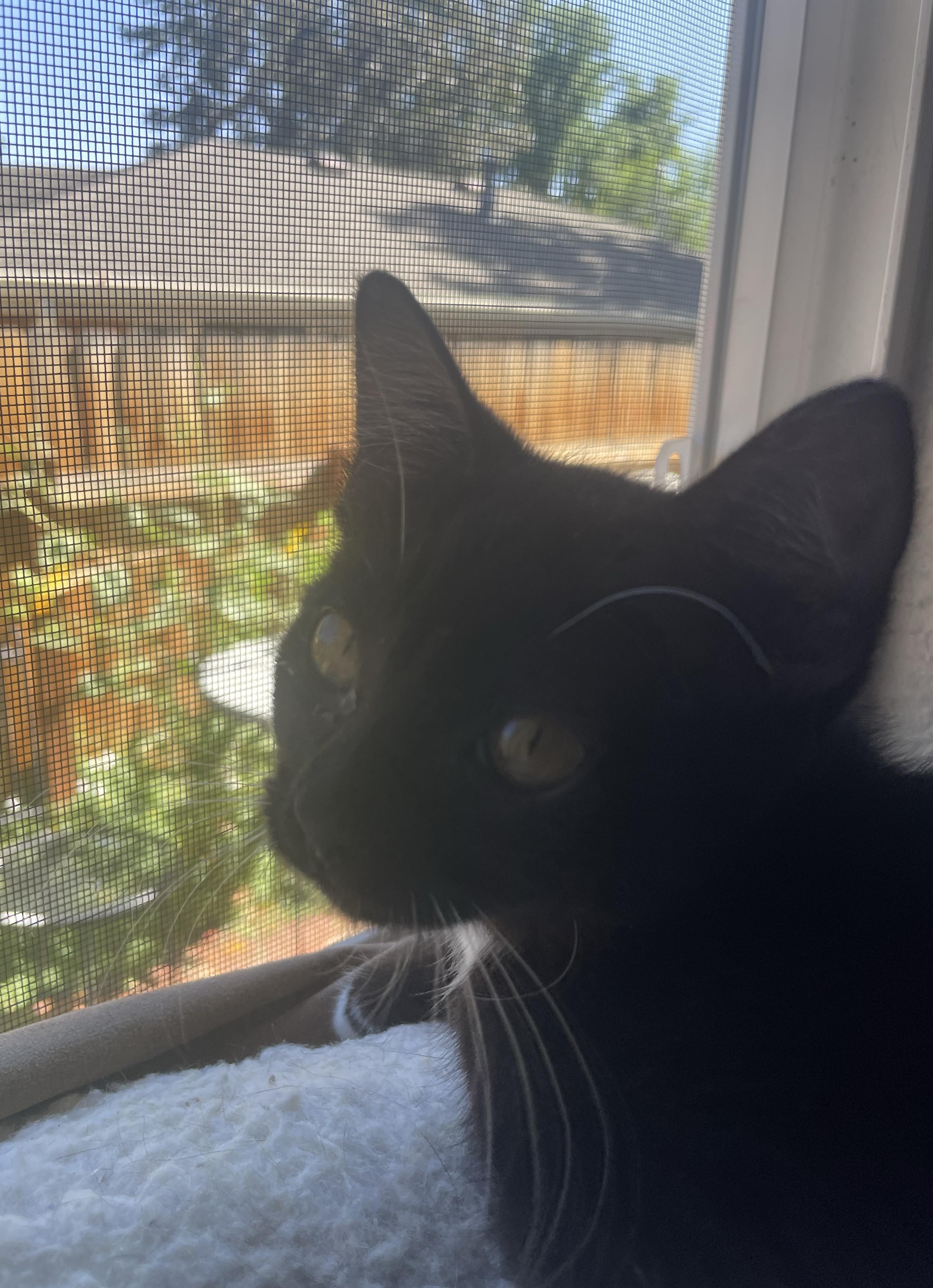 Mawi, an adopted Domestic Short Hair in Denver, CO image 3/4