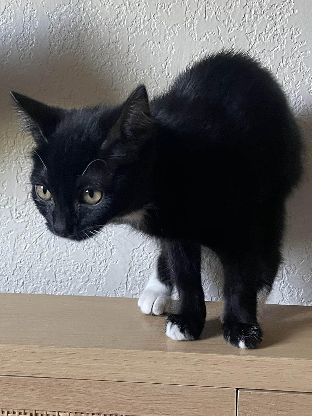 Mawi, an adopted Domestic Short Hair in Denver, CO image 4/4