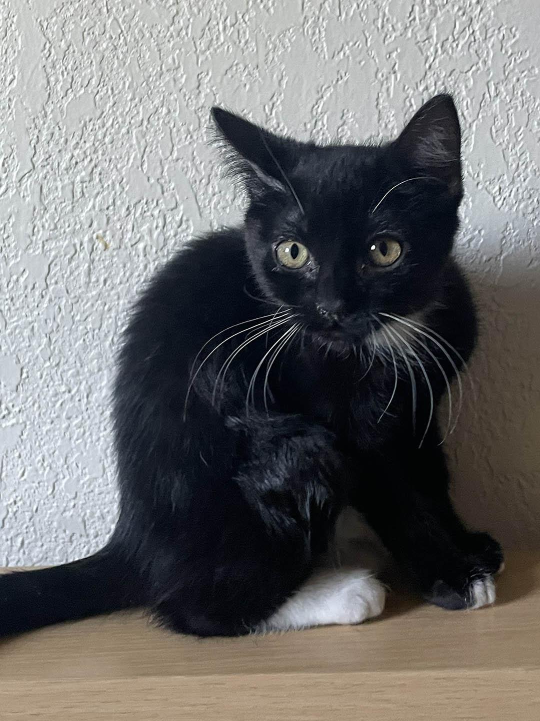 Mawi, adopted, Kitten Female Domestic Short Hair.