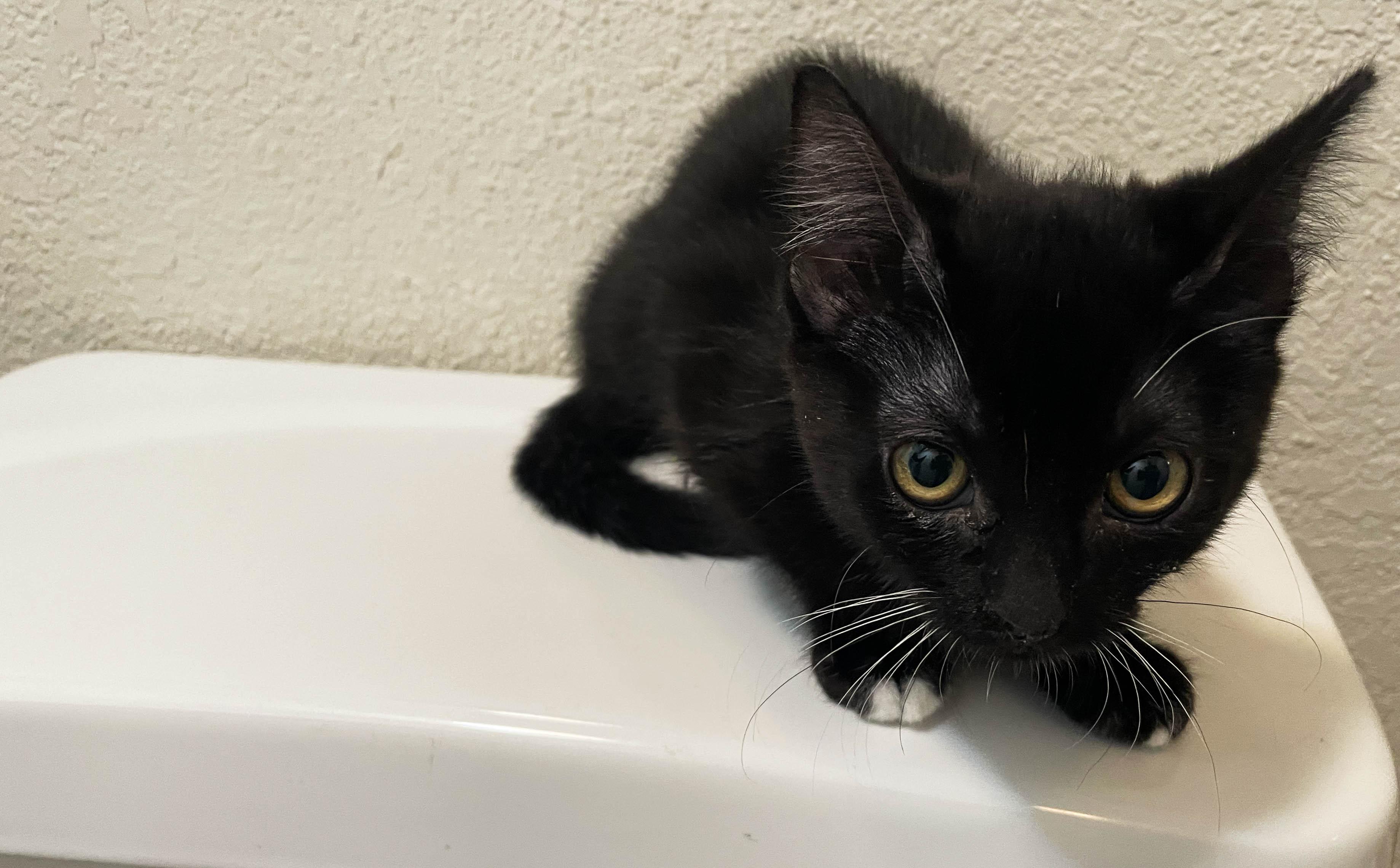 Mawi, an adopted Domestic Short Hair in Denver, CO image 2/4