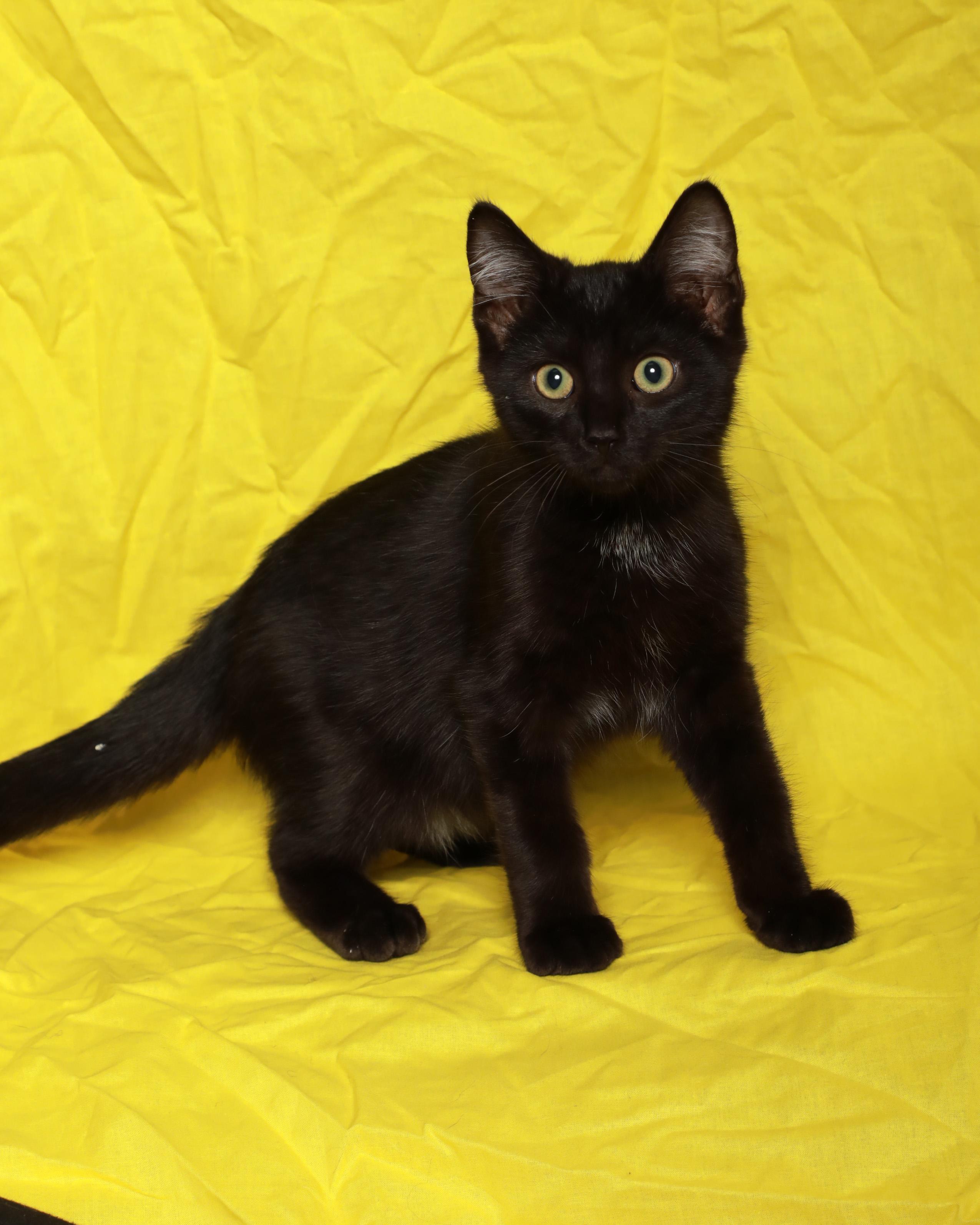 Toothless, Adoptable, Kitten Male Domestic Short Hair.
