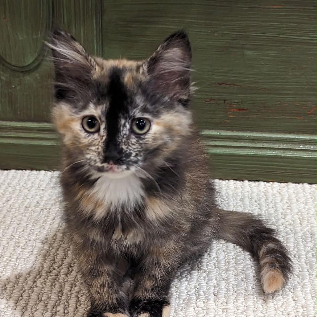 Morticia, adopted, Young Female Domestic Medium Hair.