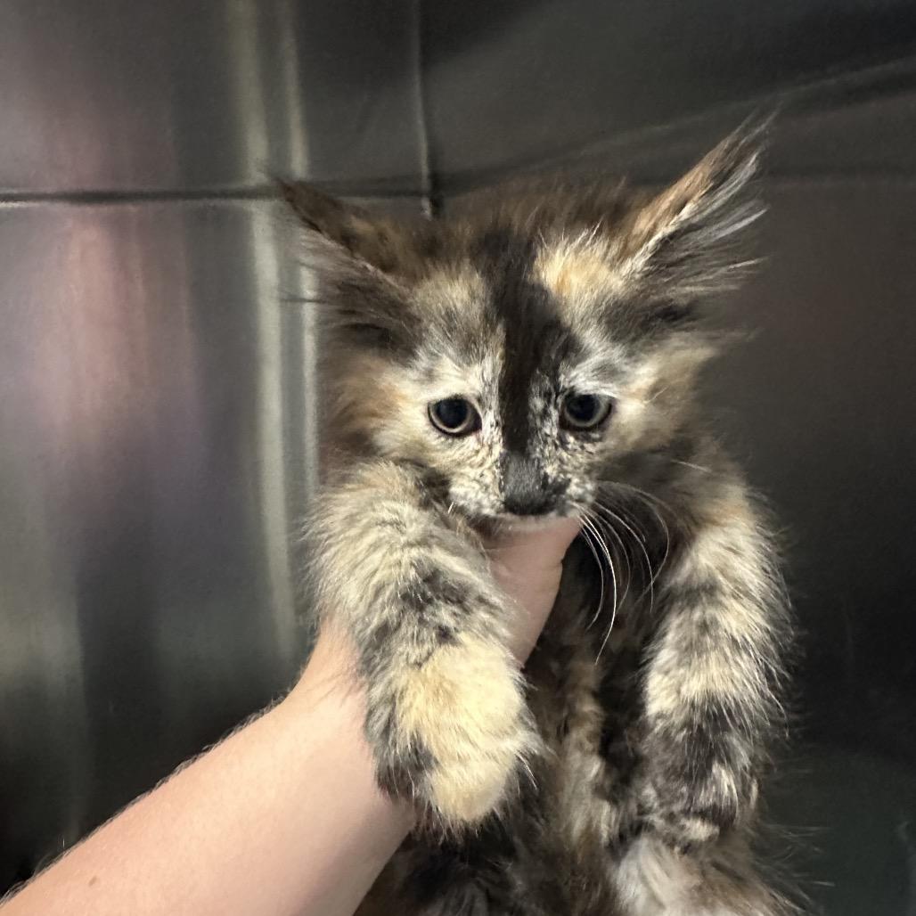 Morticia, an adopted Domestic Medium Hair in Clinton, IL image 4/4