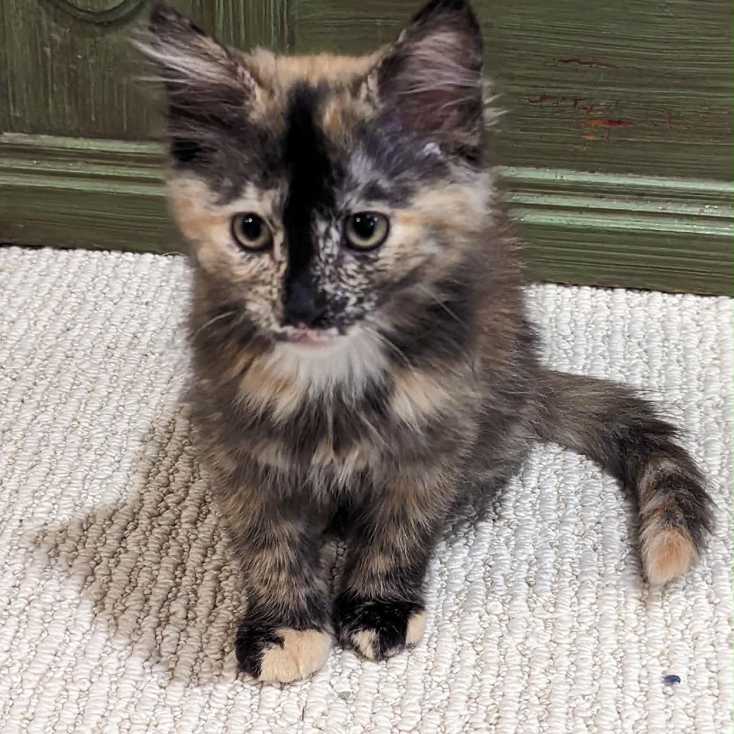 Morticia, an adopted Domestic Medium Hair in Clinton, IL image 2/4