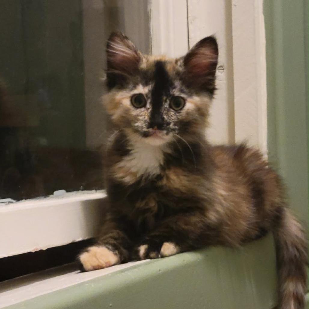 Morticia, an adopted Domestic Medium Hair in Clinton, IL image 3/4