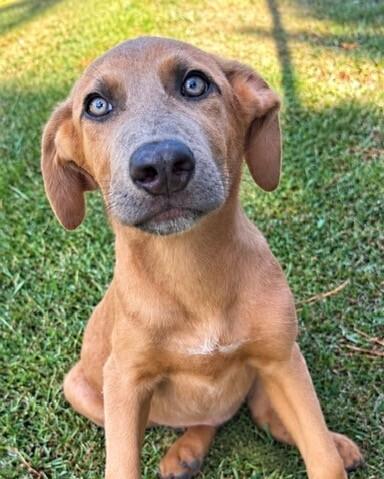 Enlarge Pup Cumin, a Adoptable mixed breed in Washington, DC image 1/5