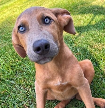 Enlarge Pup Cumin, a Adoptable mixed breed in Washington, DC image 2/5