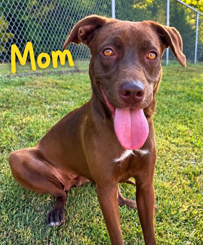 Enlarge Pup Cumin, a Adoptable mixed breed in Washington, DC image 3/5