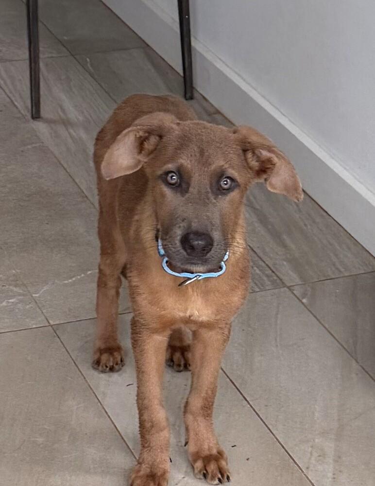 Enlarge Pup Cumin, a Adoptable mixed breed in Washington, DC image 4/5
