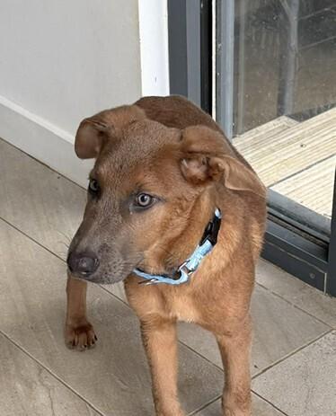 Enlarge Pup Cumin, a Adoptable mixed breed in Washington, DC image 5/5