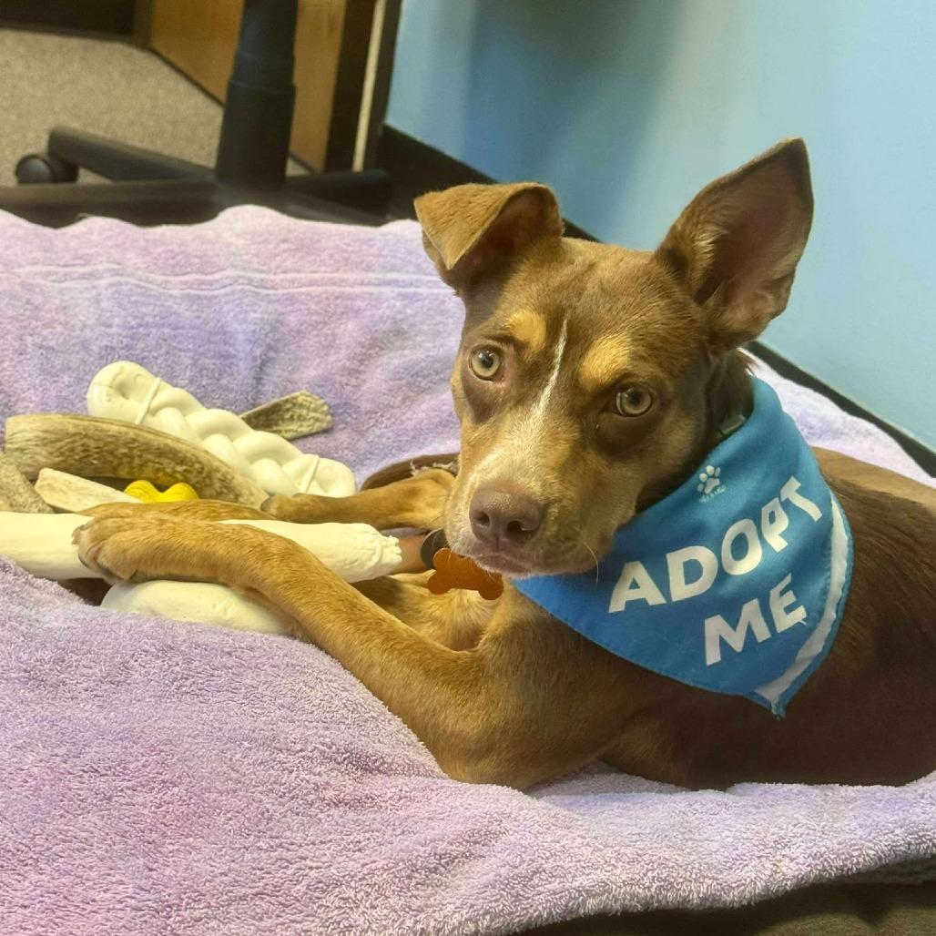 Bonita, Adoptable, Young Female Mixed Breed.