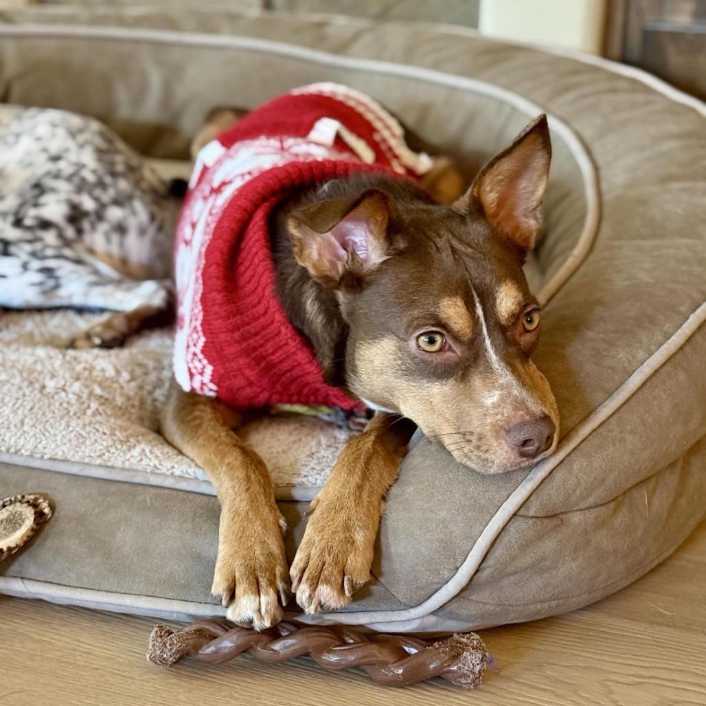 Bonita, a Adoptable Mixed Breed in Bend, OR image 2/6