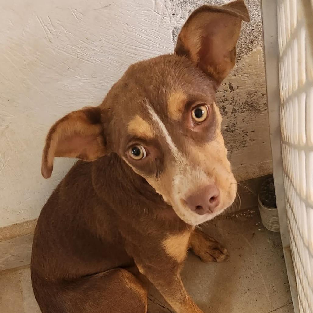 Bonita, a Adoptable Mixed Breed in Bend, OR image 2/6