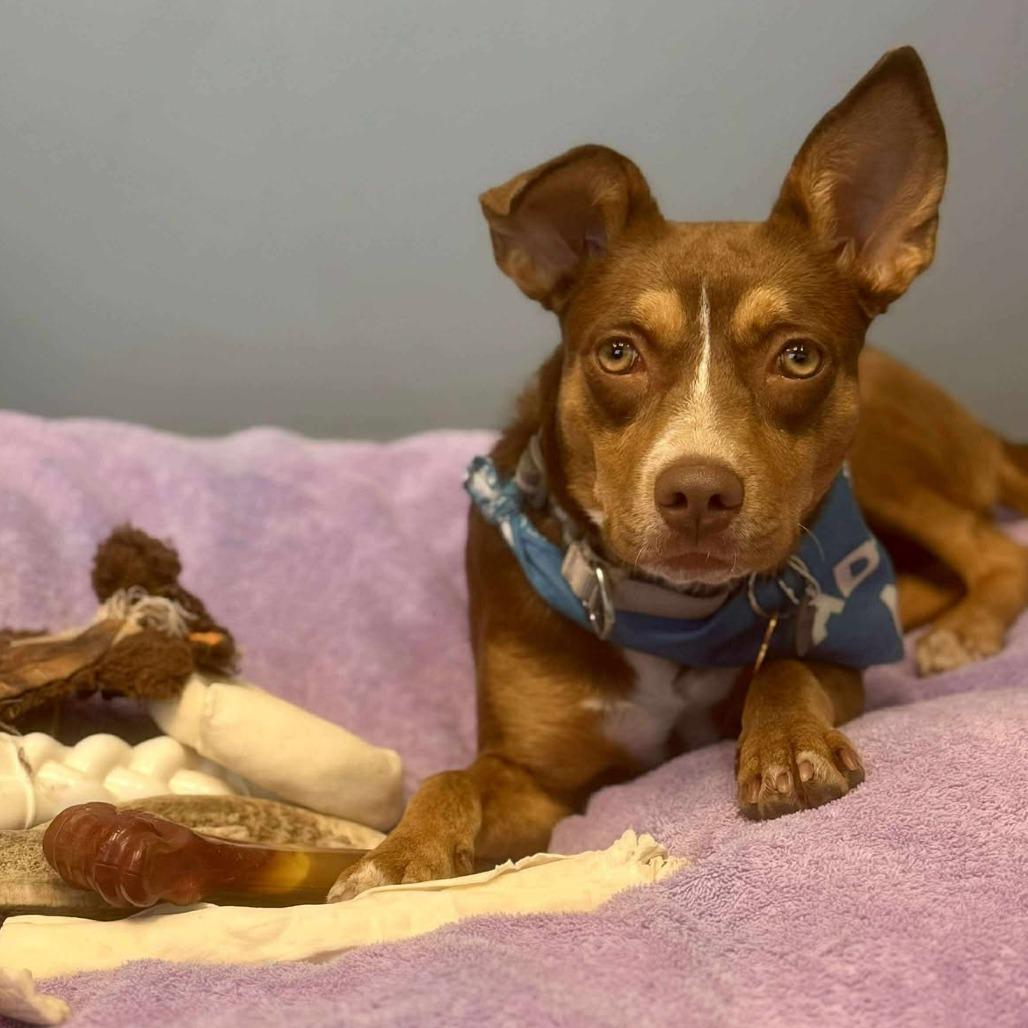 Bonita, a Adoptable Mixed Breed in Bend, OR image 3/6