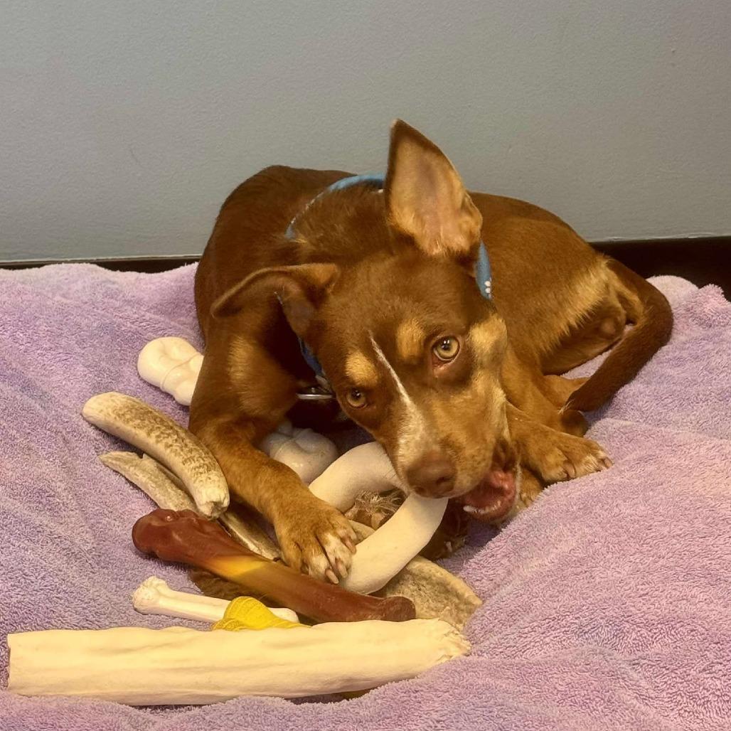 Bonita, a Adoptable Mixed Breed in Bend, OR image 4/6