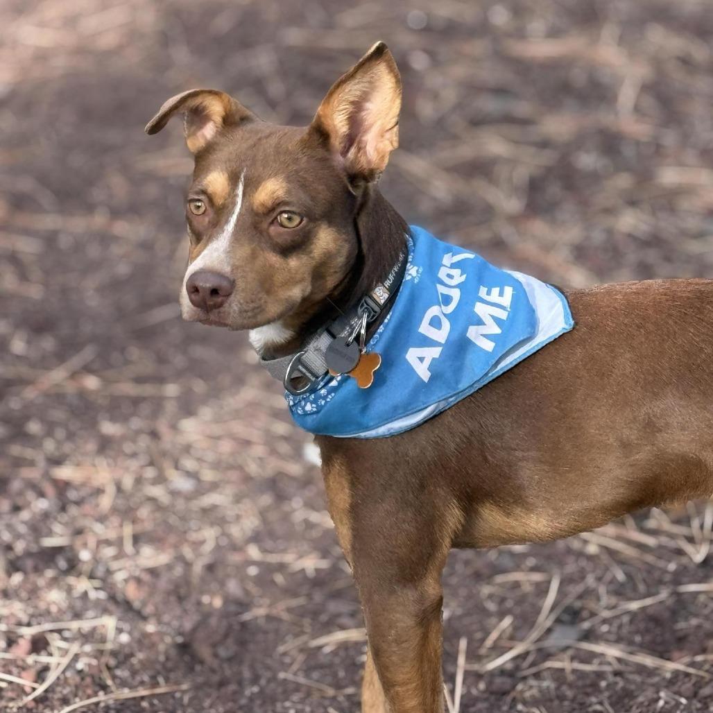 Bonita, a Adoptable Mixed Breed in Bend, OR image 5/6