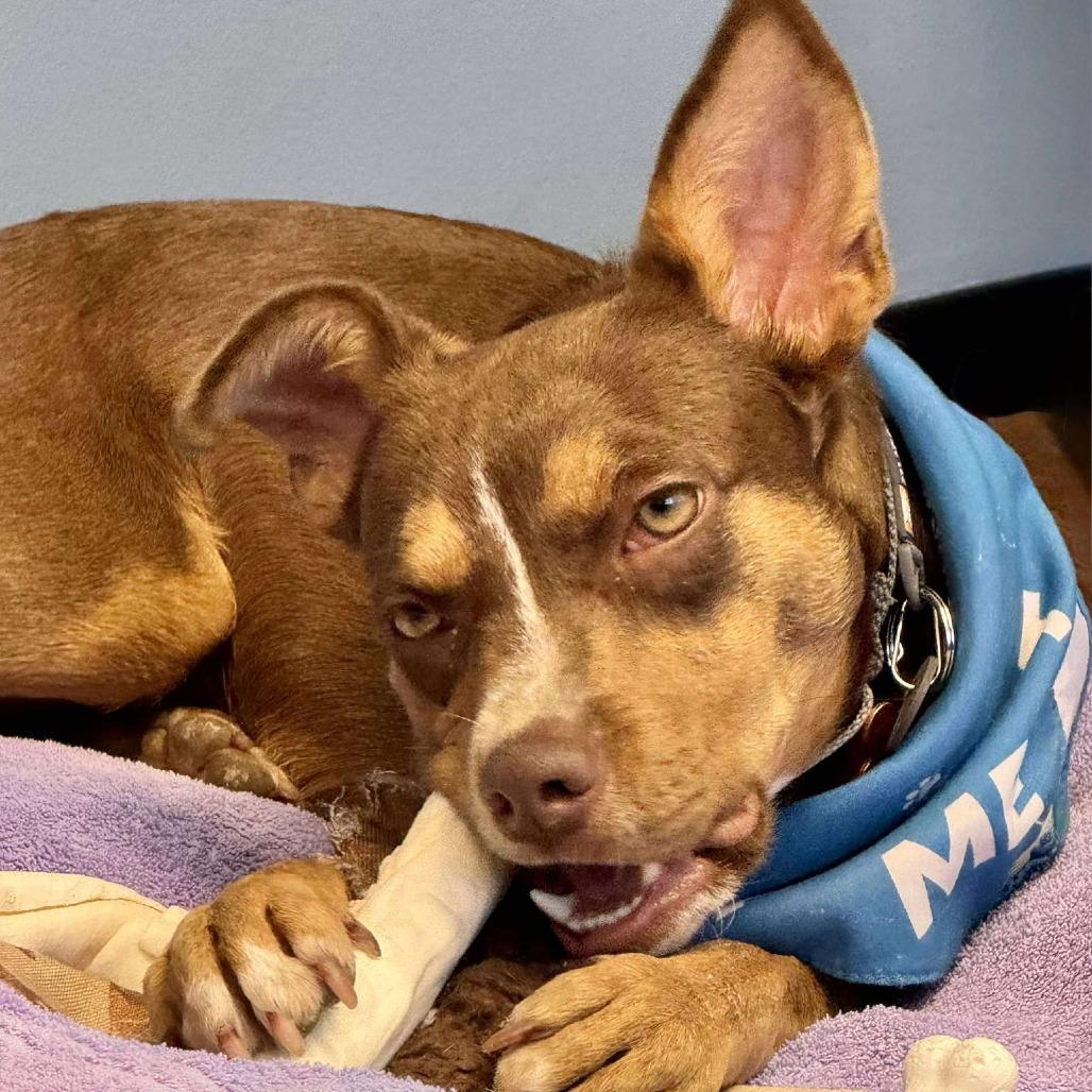 Bonita, a Adoptable Mixed Breed in Bend, OR image 6/6