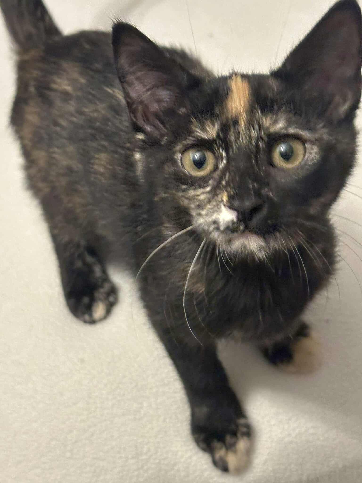 *Truffle, Baby Female unknown