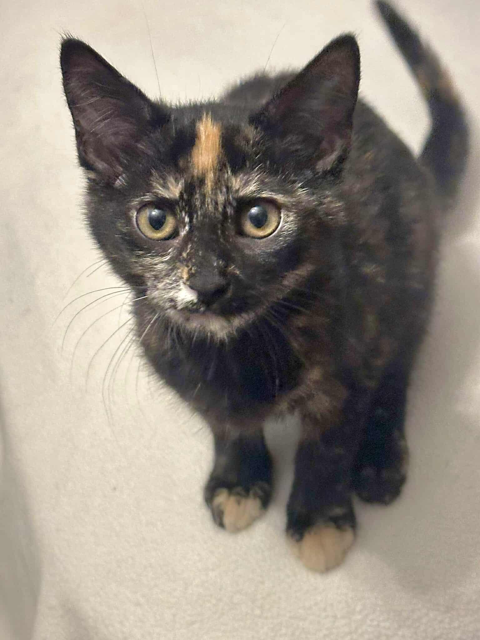 *Truffle, Baby Female unknown