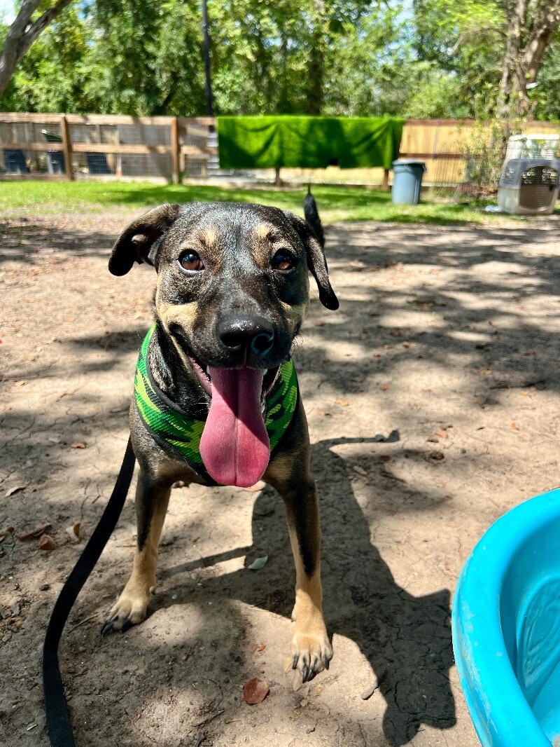 Dog for adoption Sherman, a German Shepherd Dog & Dachshund Mix in