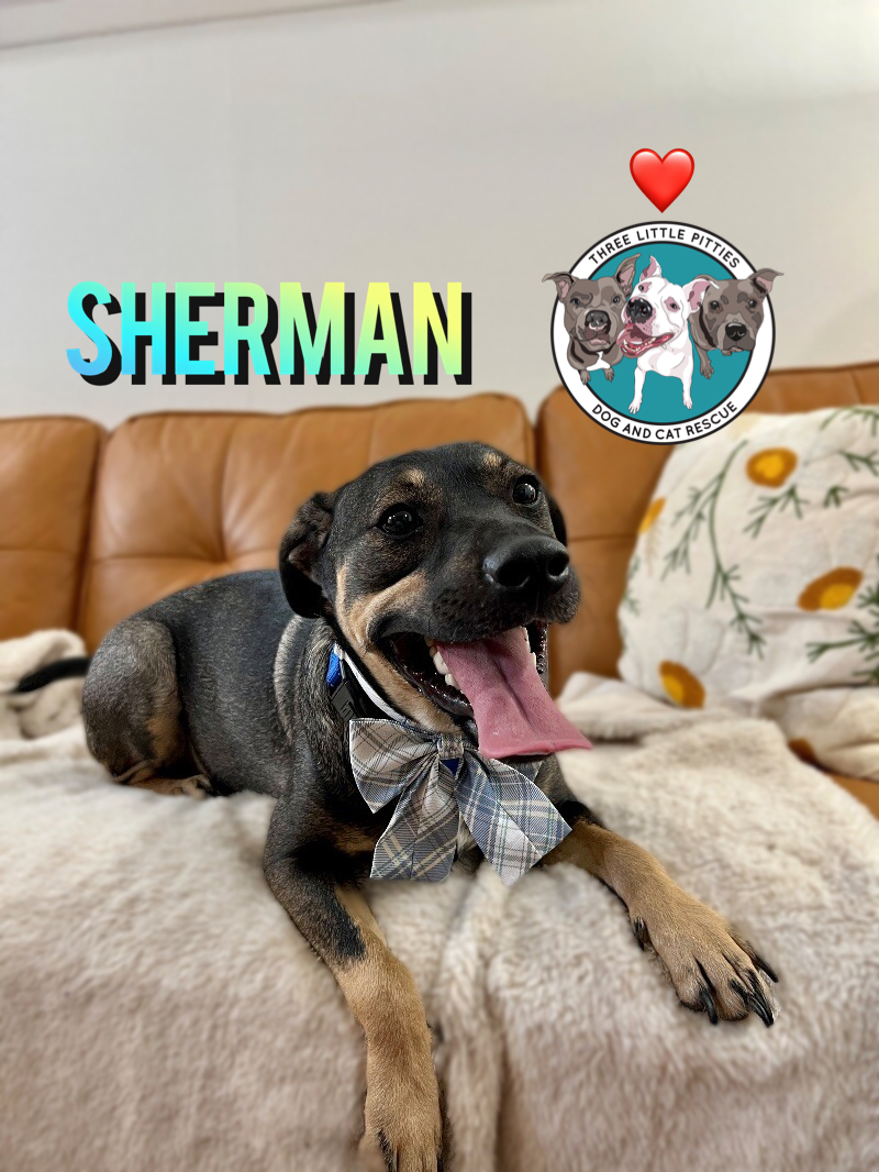 Dog for adoption Sherman, a German Shepherd Dog & Dachshund Mix in