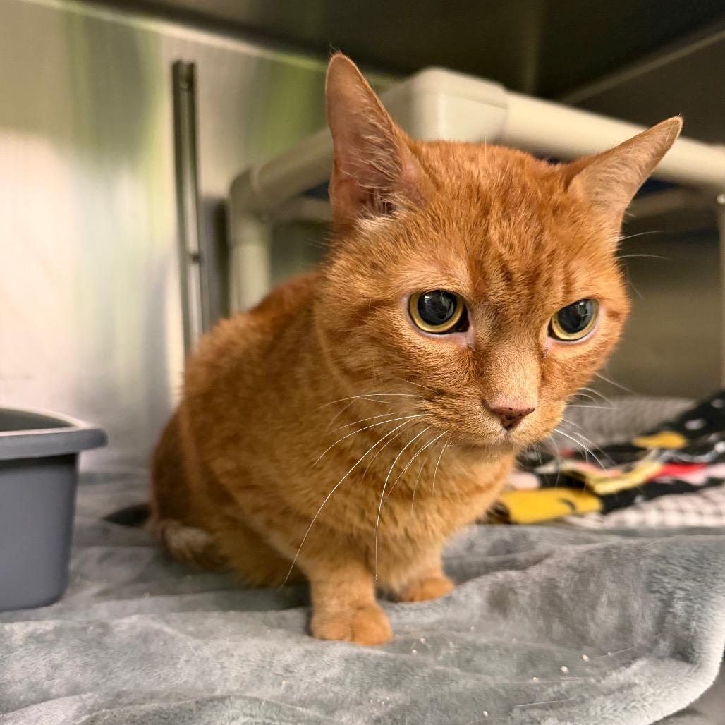 Leo, Adoptable, Senior Male American Shorthair.