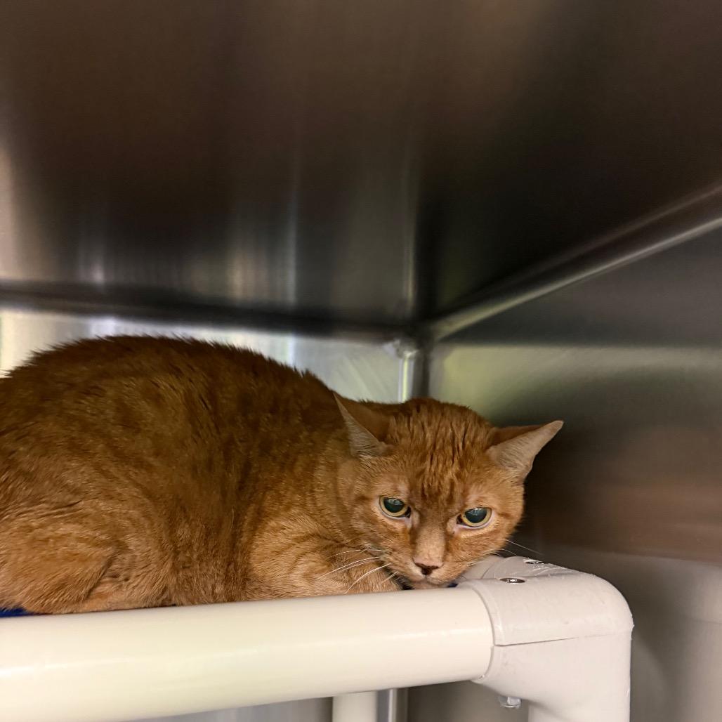Enlarge Leo, a Adoptable American Shorthair in Emporia, KS image 1/2