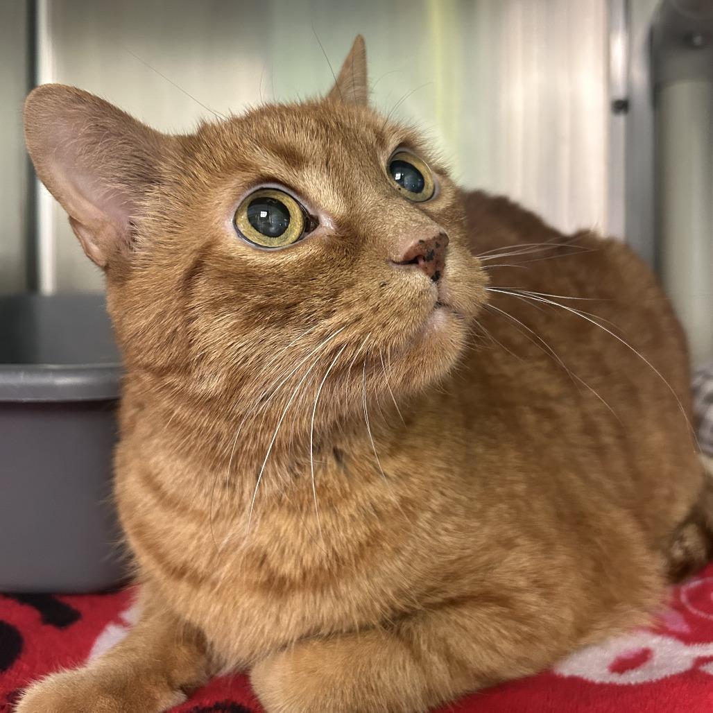 Enlarge Leo, a Adoptable American Shorthair in Emporia, KS image 2/2