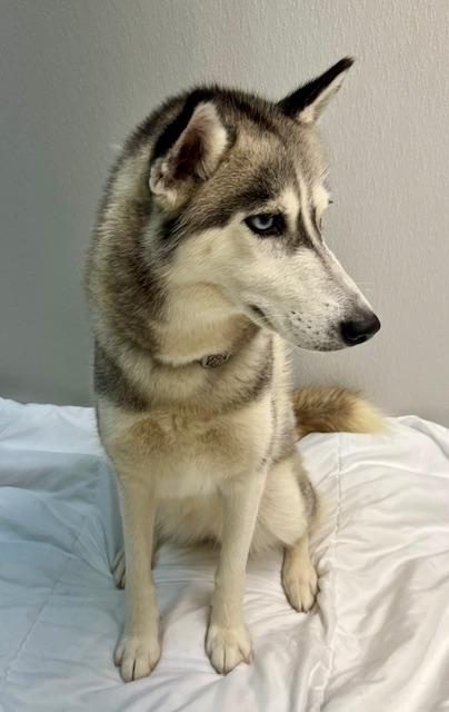 Prada, Adoptable, Young Female Husky.