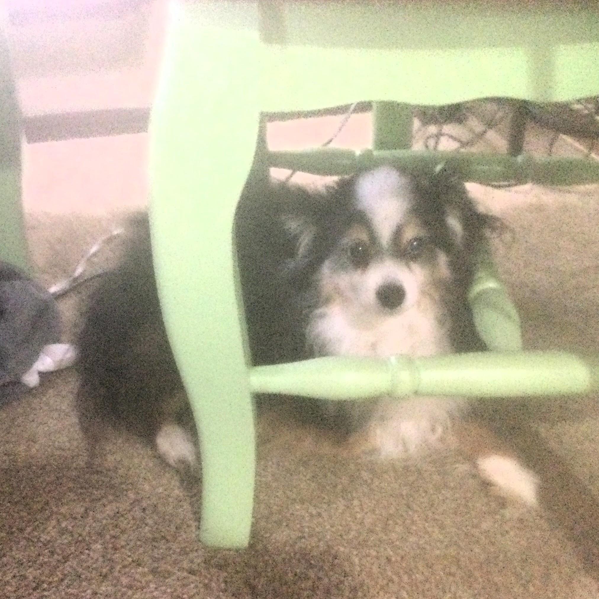 Kota, a ADOPTABLE Australian Shepherd in Shawnee, KS image 2/2