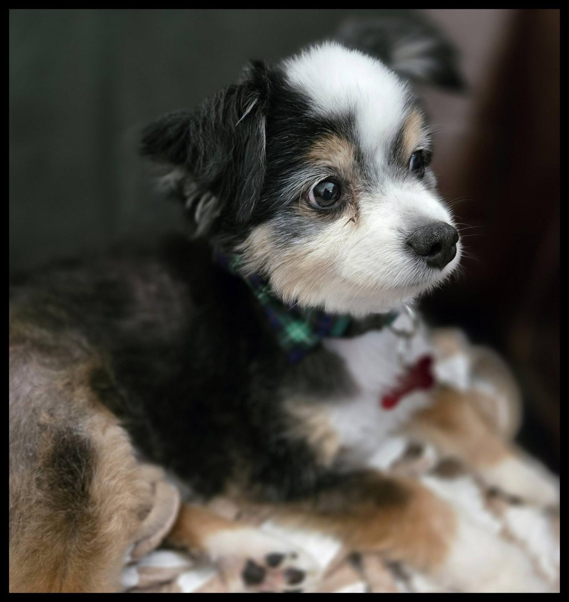 Enlarge Kota, an adopted Australian Shepherd in Shawnee, KS image 5/6