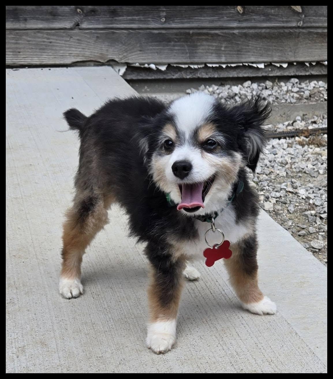 Enlarge Kota, an adopted Australian Shepherd in Shawnee, KS image 2/6