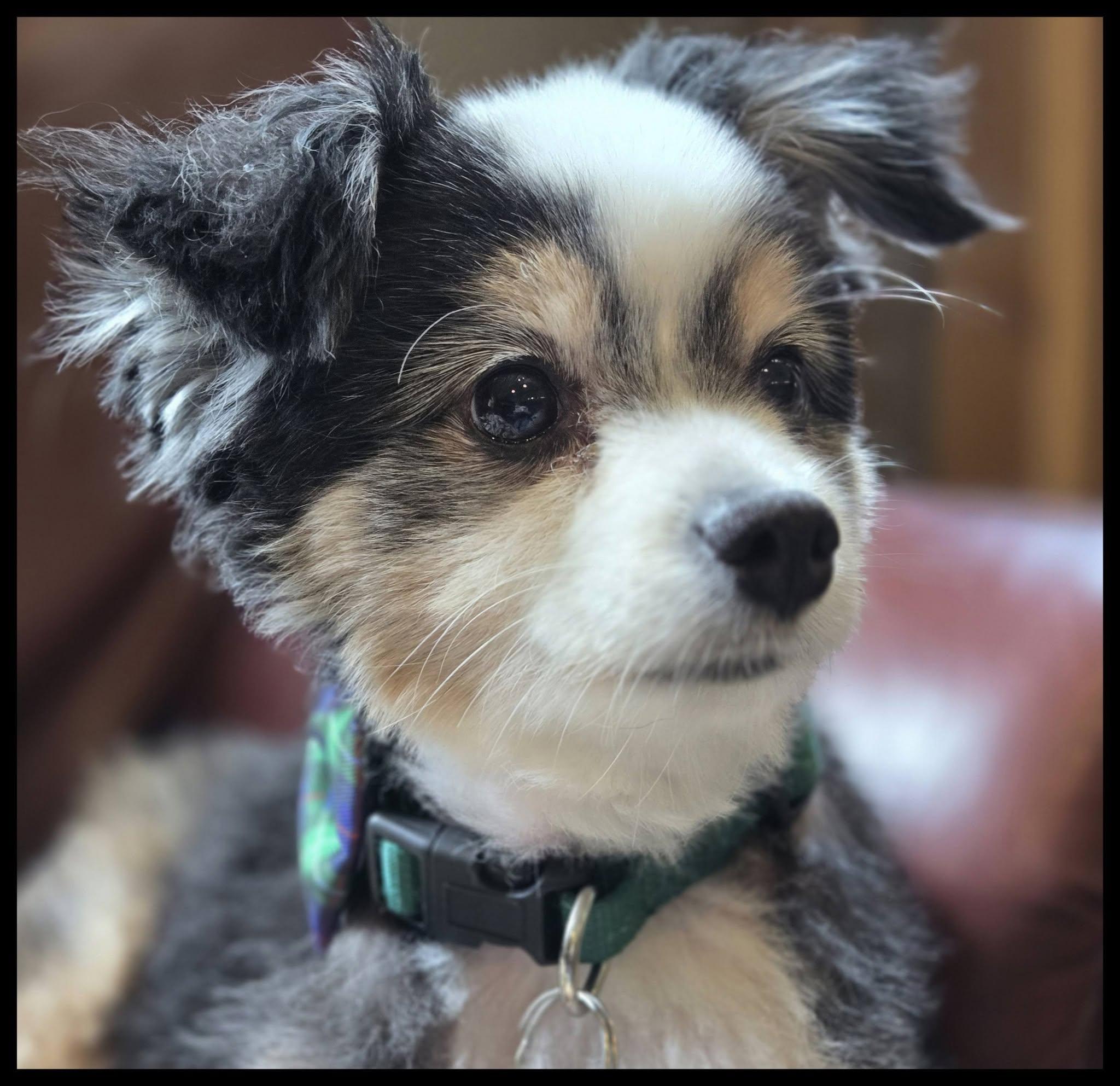 Enlarge Kota, an adopted Australian Shepherd in Shawnee, KS image 3/6