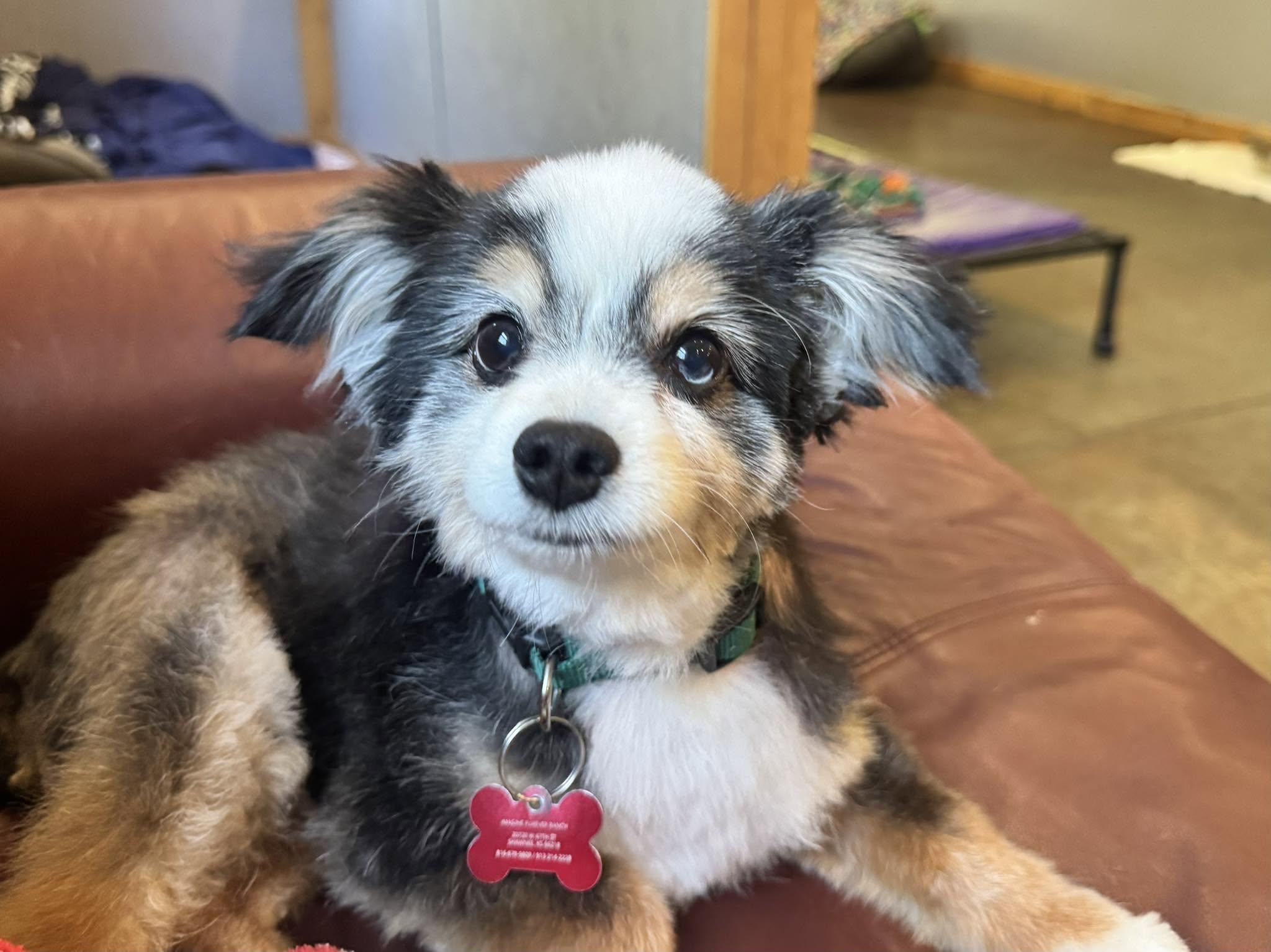 Enlarge Kota, an adopted Australian Shepherd in Shawnee, KS image 6/6