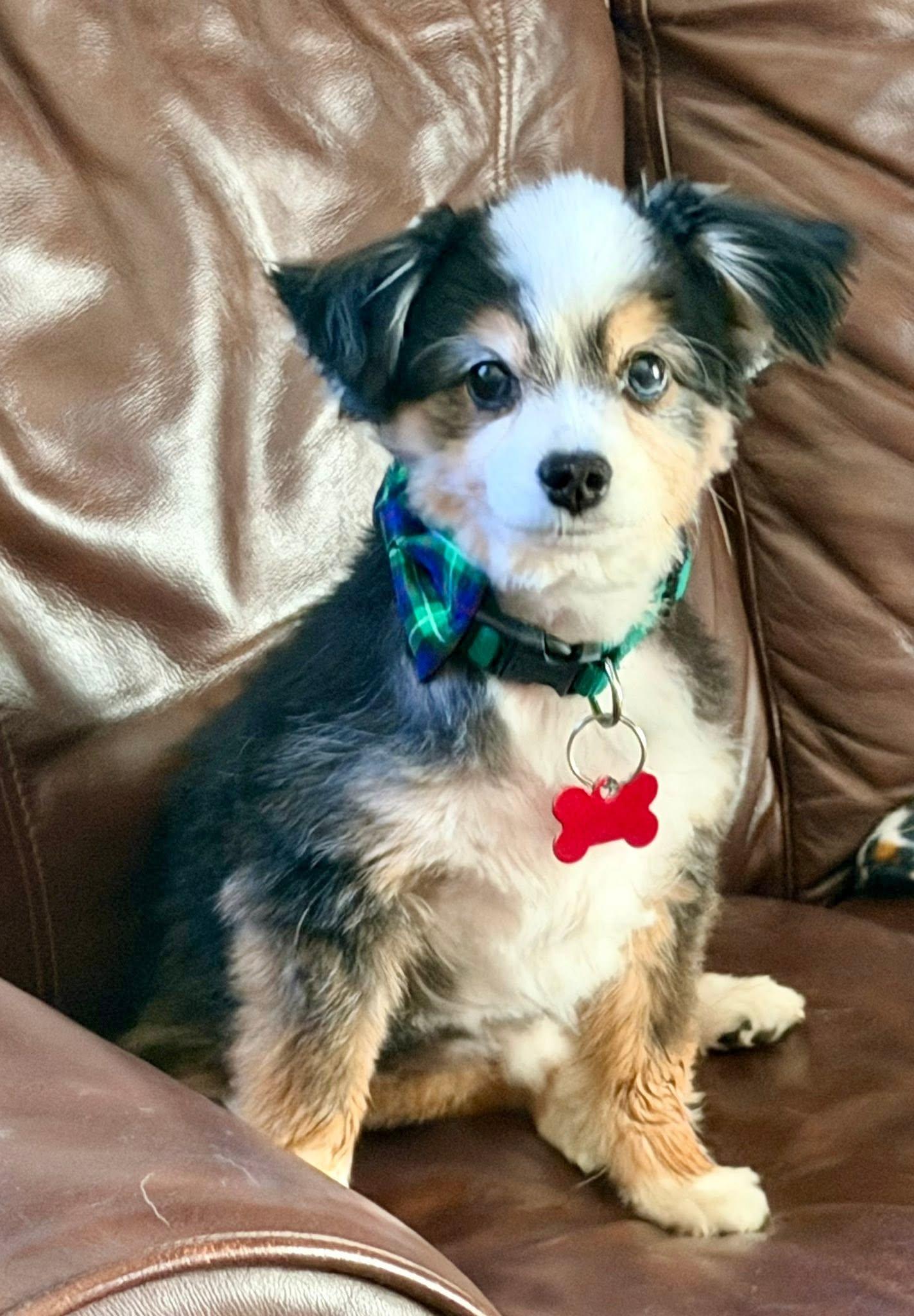 Kota, adopted, Senior Male Australian Shepherd.