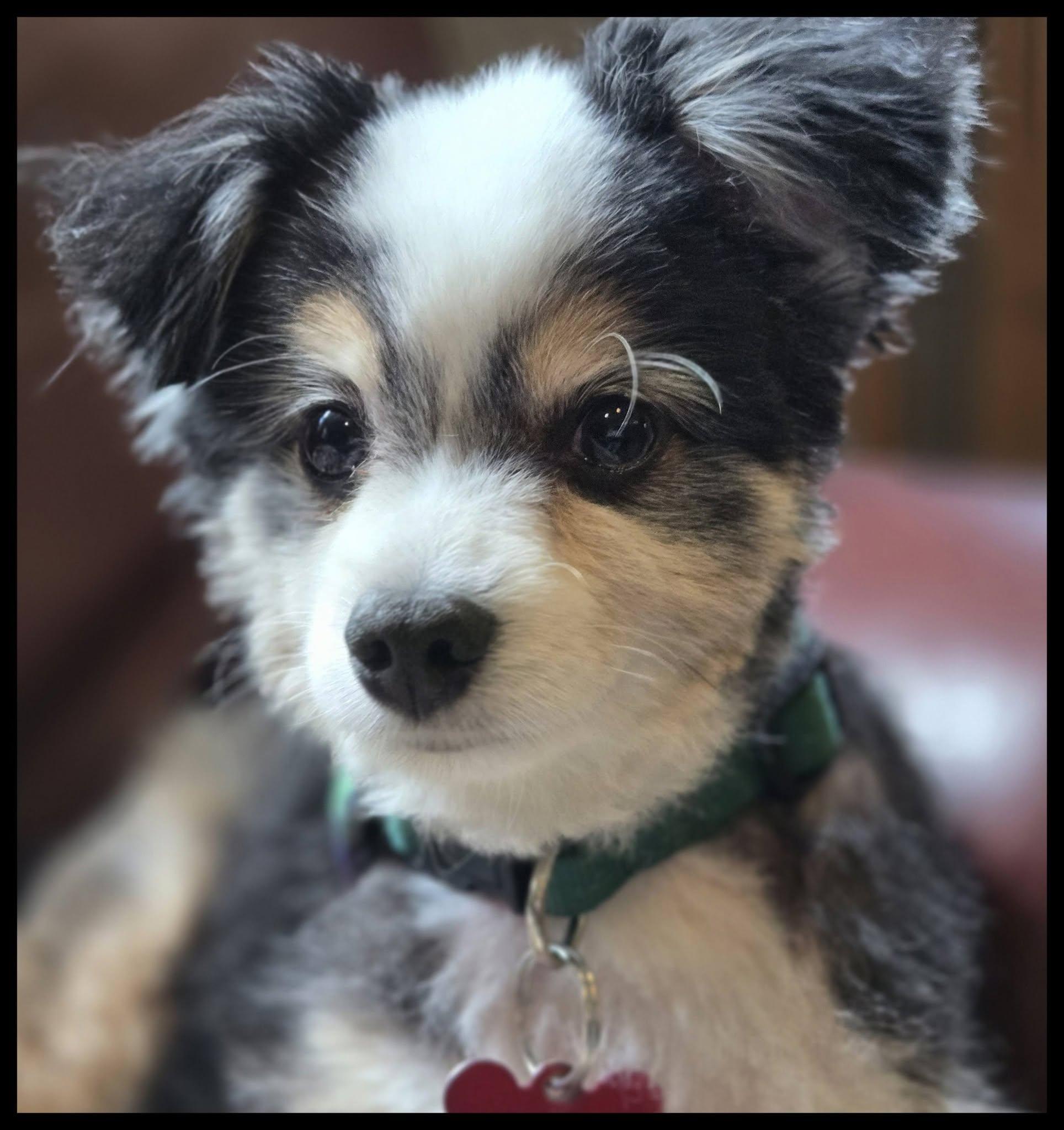 Enlarge Kota, an adopted Australian Shepherd in Shawnee, KS image 4/6