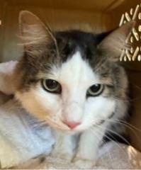 Chestnut, adopted, Adult Male Calico.