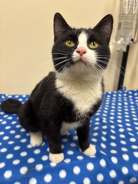 Enlarge Holiday, a Adoptable mixed breed in Ladysmith, WI image 1/3