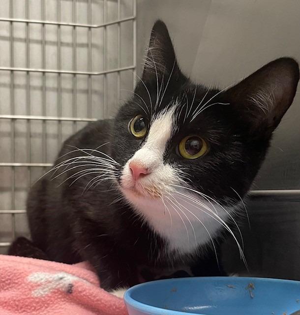 Enlarge Holiday, a Adoptable mixed breed in Ladysmith, WI image 2/3