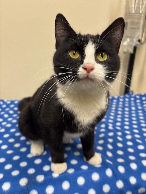 Enlarge Holiday, a Adoptable mixed breed in Ladysmith, WI image 3/3