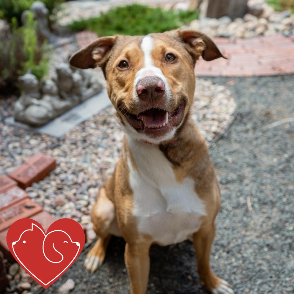 Bo, Adoptable, Adult Male Pit Bull Terrier & Mixed Breed.