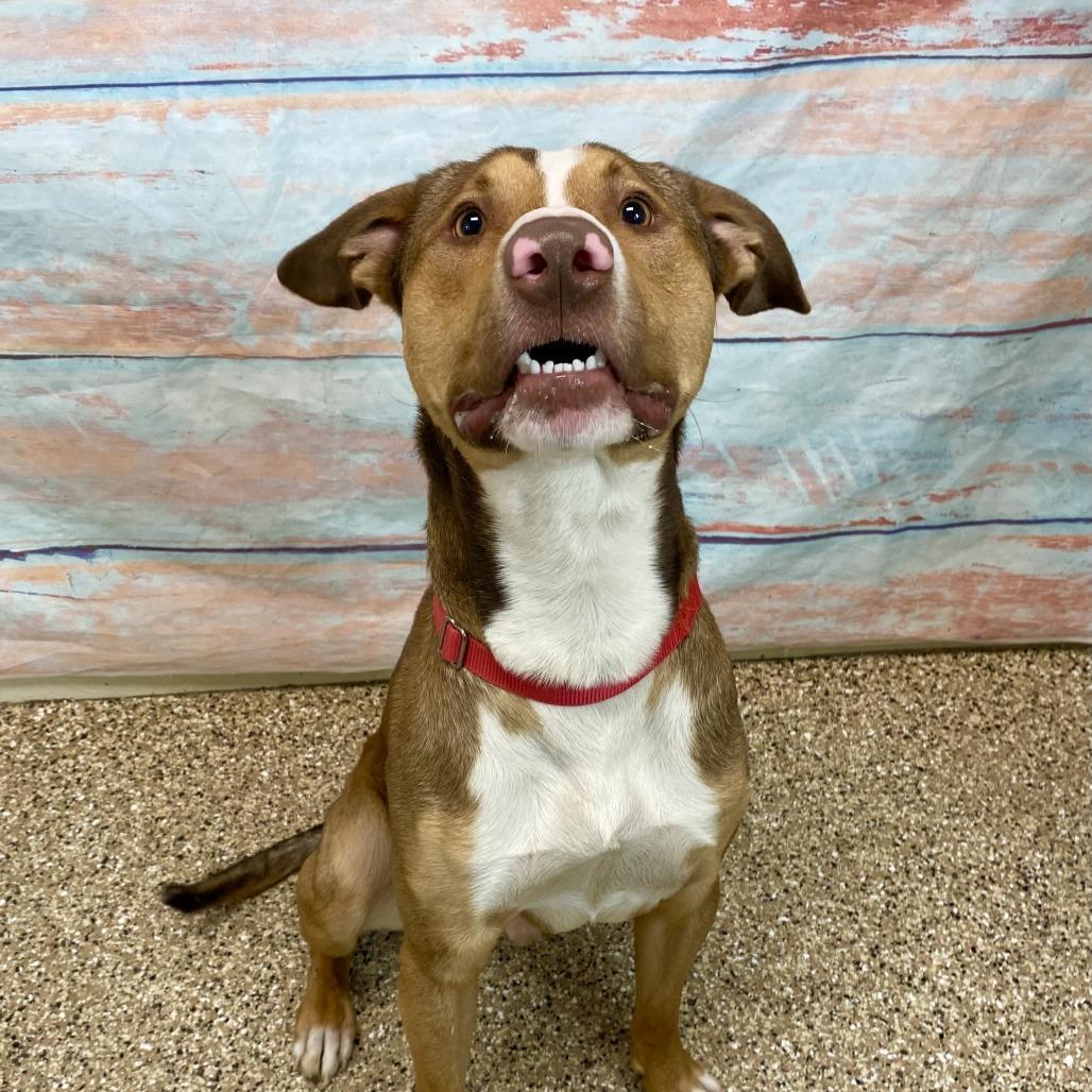 Bo, Adoptable, Adult Male Pit Bull Terrier & Mixed Breed.