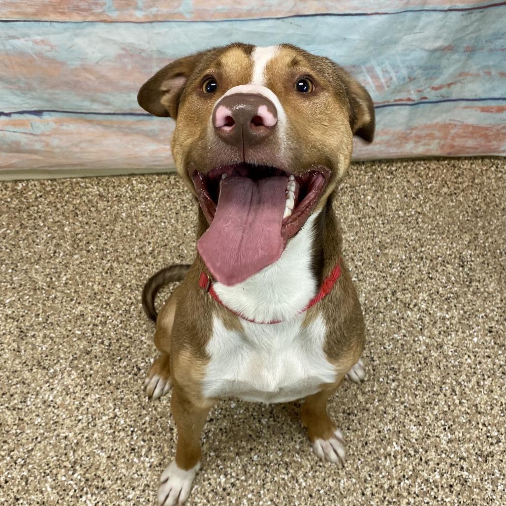 Bo, a Adoptable mixed breed in Cheyenne, WY image 2/5