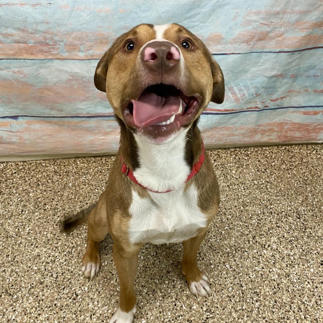 Bo, a Adoptable mixed breed in Cheyenne, WY image 3/5