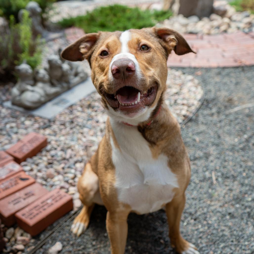 Bo, a Adoptable mixed breed in Cheyenne, WY image 4/5
